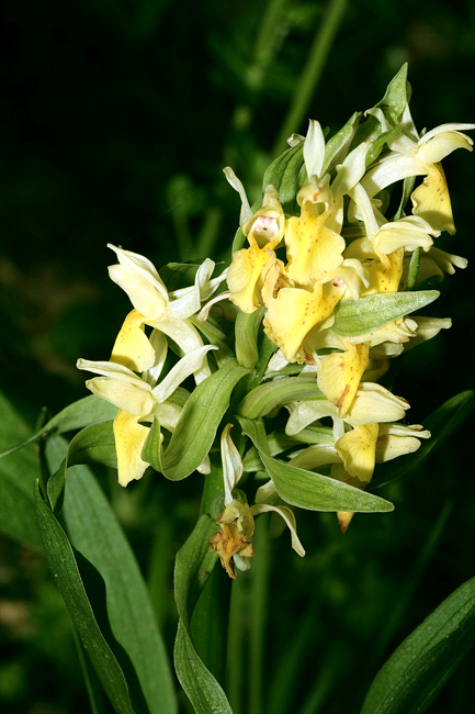 Orchidee della Majella